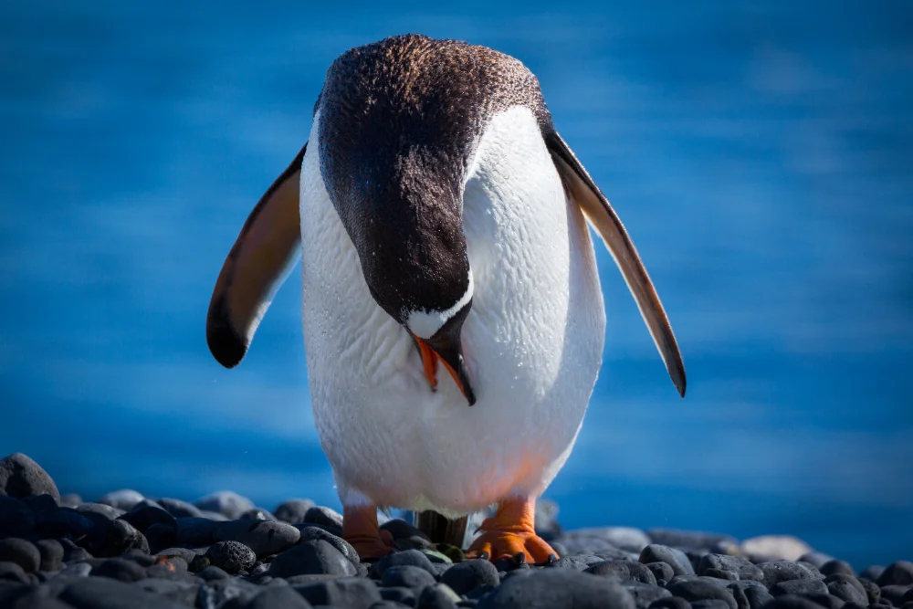You are currently viewing Penguins: Masters of the Sea, Not the Sky