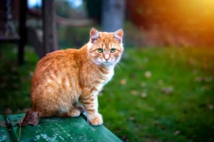 Read more about the article Are Orange Cats Naturally Crazy?