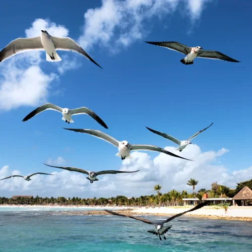 Can Birds Sleep While Flying? The Mind-Blowing Truth!