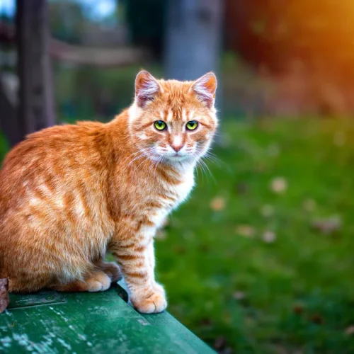 Are Orange Cats Naturally Crazy?