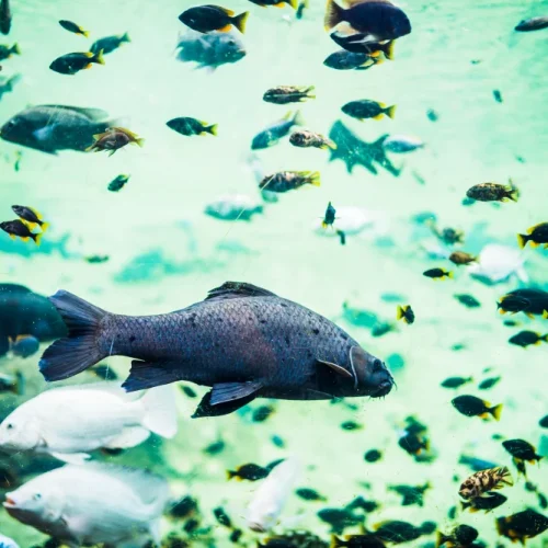 People ask “Is water invisible for Fish?” — why?”