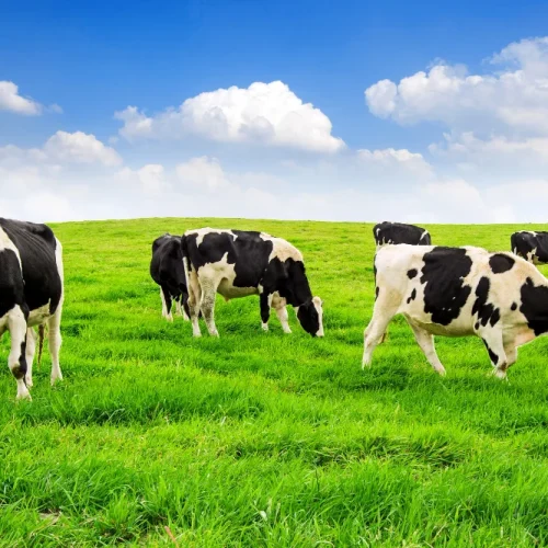 Is a cow’s love for grass an endless romance?